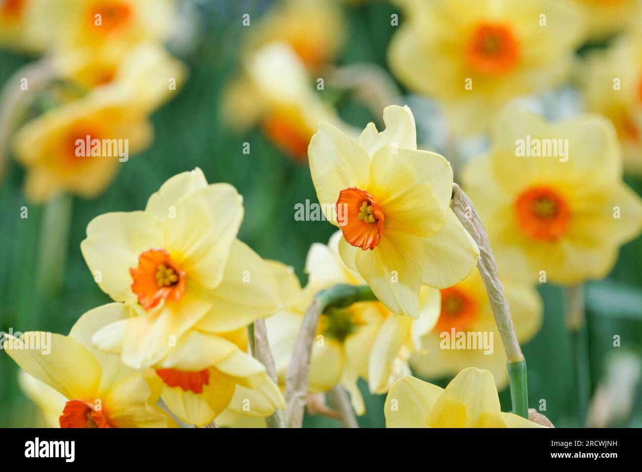 Narcissus Altruist, daffodil Altruist, small cupped narcissus, orange-red cup, surrounded by yellow petals Stock Photo