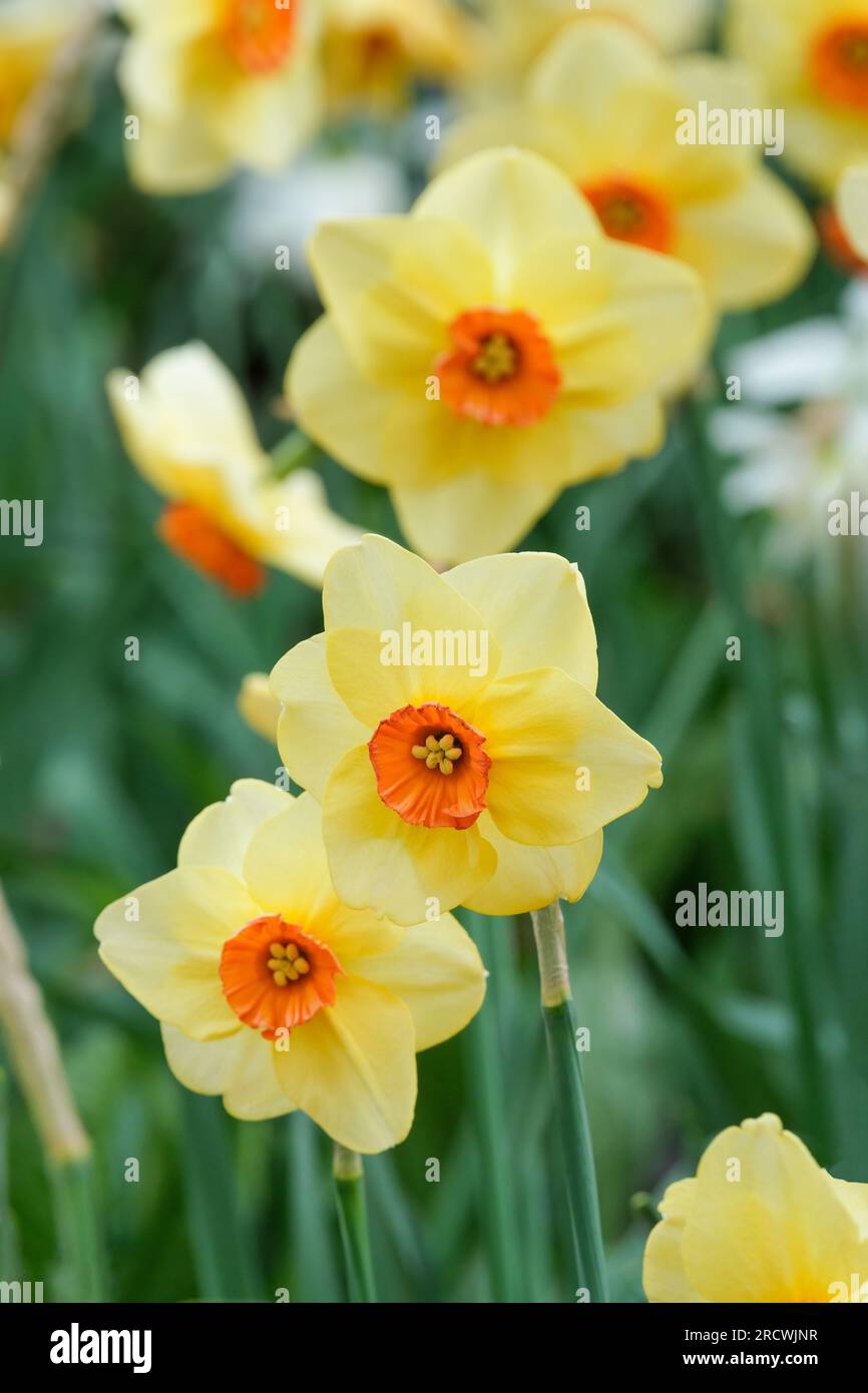 Narcissus Altruist, daffodil Altruist, small cupped narcissus, orange-red cup, surrounded by yellow petals Stock Photo