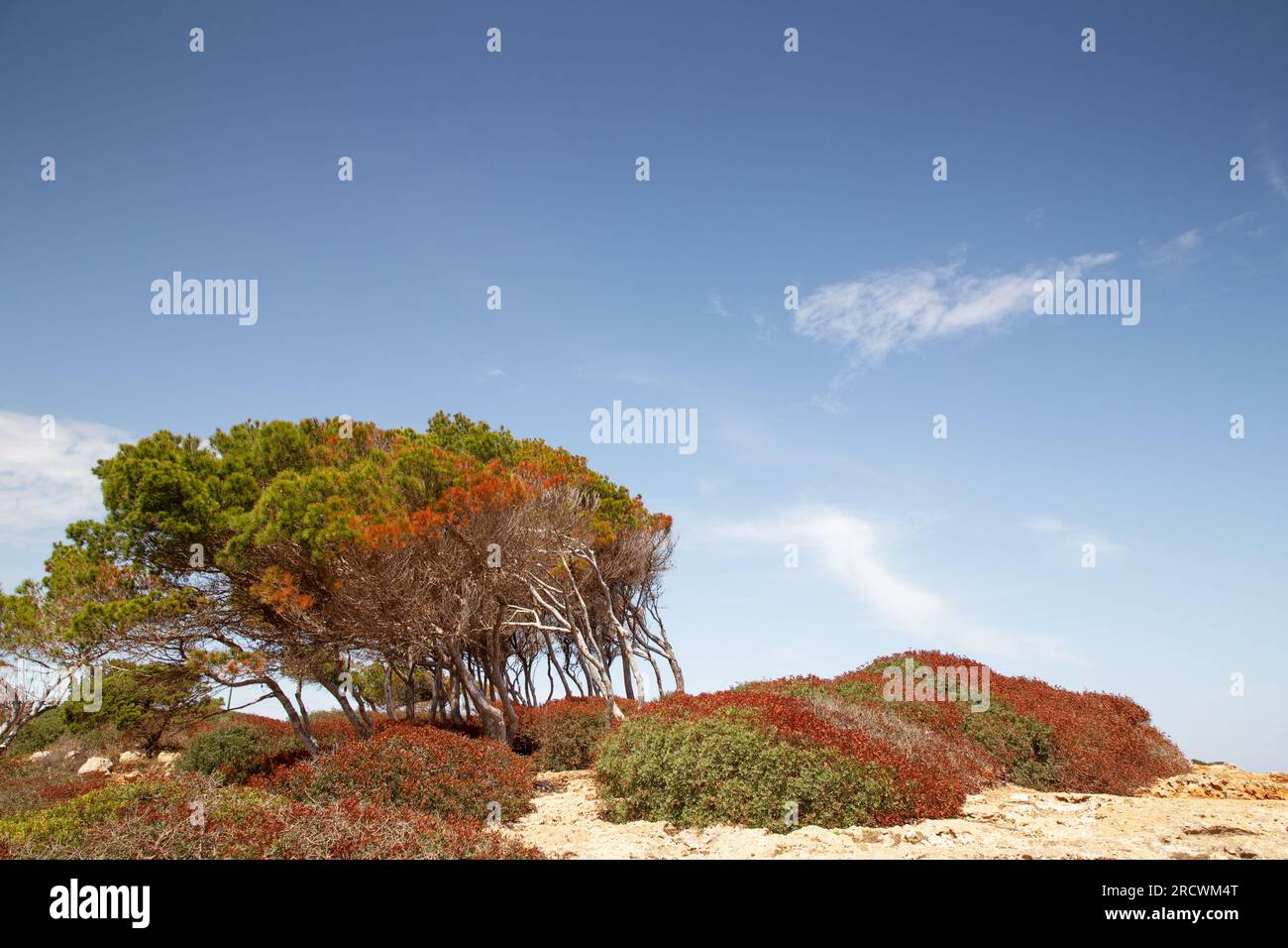 Sweeped Tree Wind swept tree on coast hi-res stock photography and images - Alamy