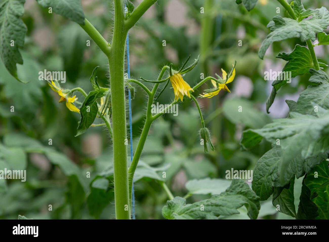 It is a lot of small flowers of yellow color, on a branch, blossoming of a tomato. Stock Photo