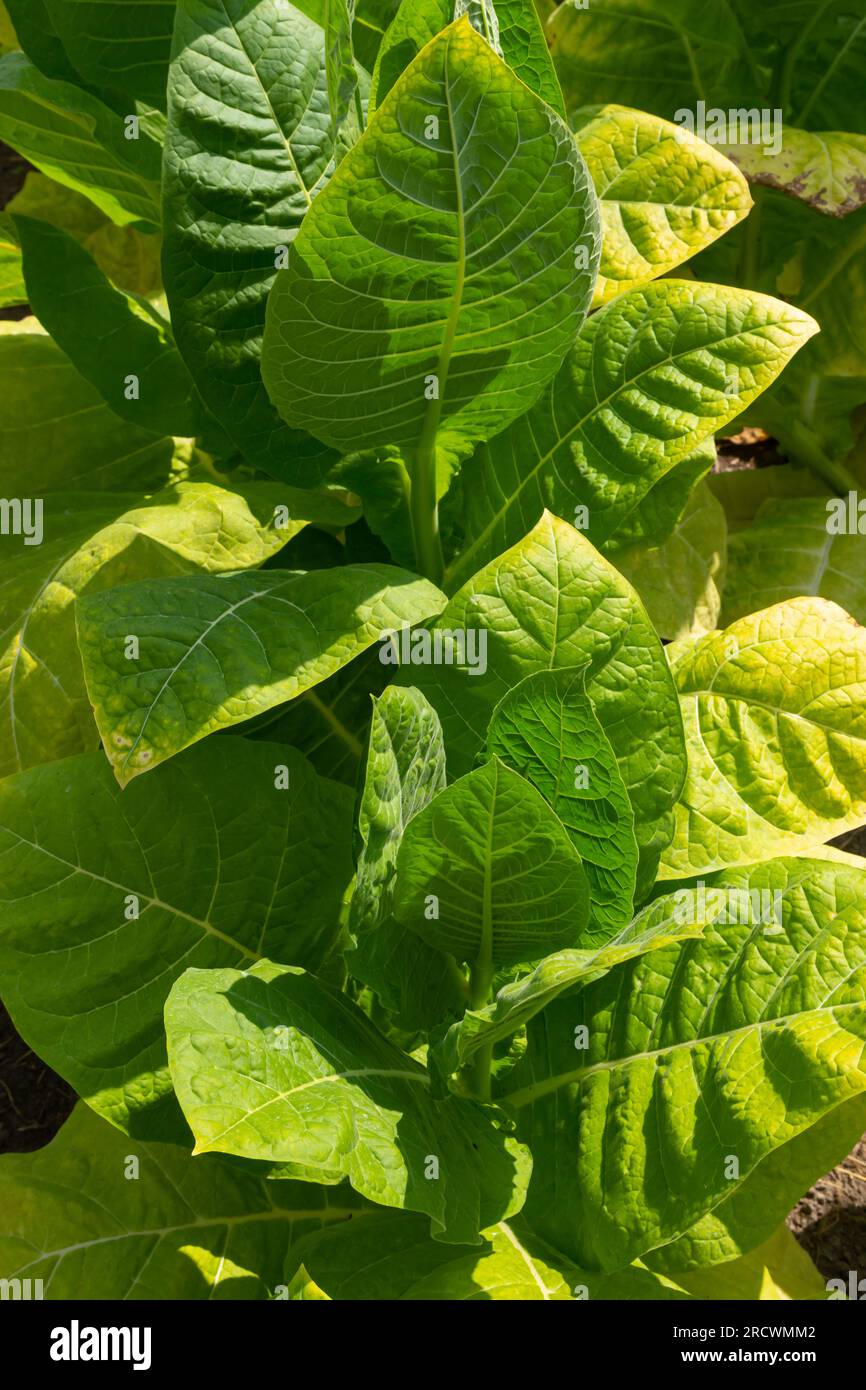 Green leaf tobacco in a blurred tobacco field background, close up. Tobacco  big leaf crops growing in tobacco plantation field Stock Photo