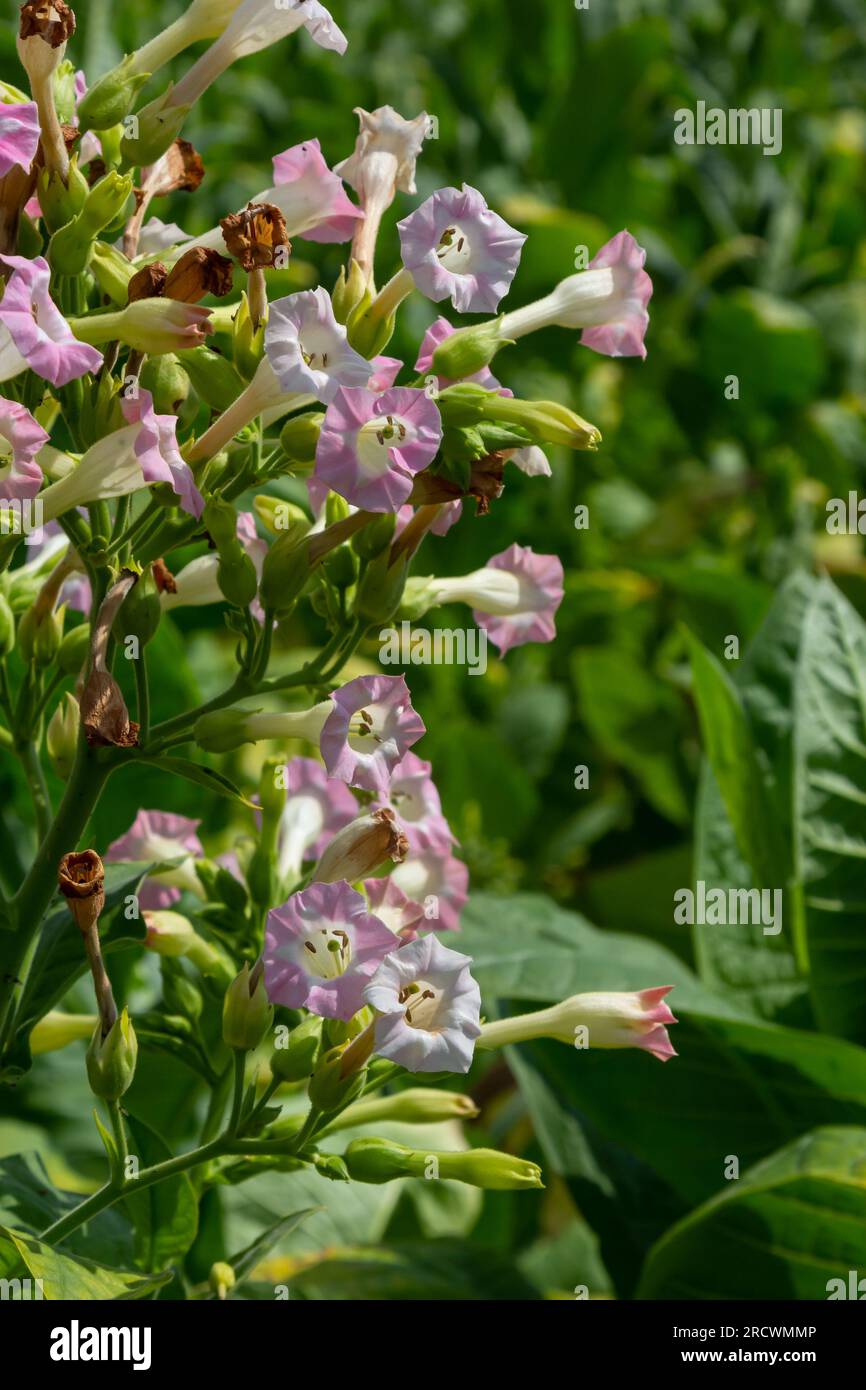 Tobacco Flowers. Tobacco big leaf crops growing in tobacco plantation