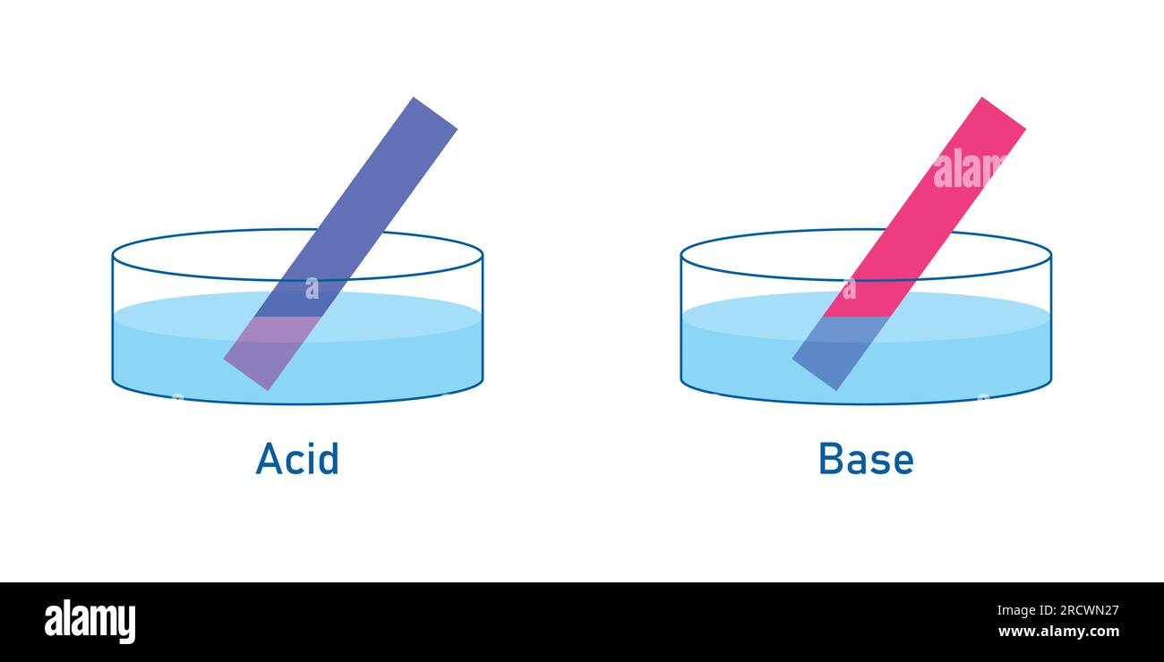 Acids cause blue litmus paper to turn red. Bases cause red litmus paper to turn  blue. Scientific vector illustration isolated on white background. Stock Vector