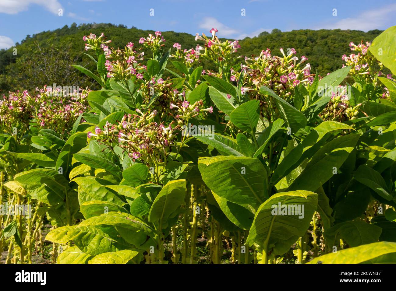 Tobacco Flowers. Tobacco big leaf crops growing in tobacco plantation
