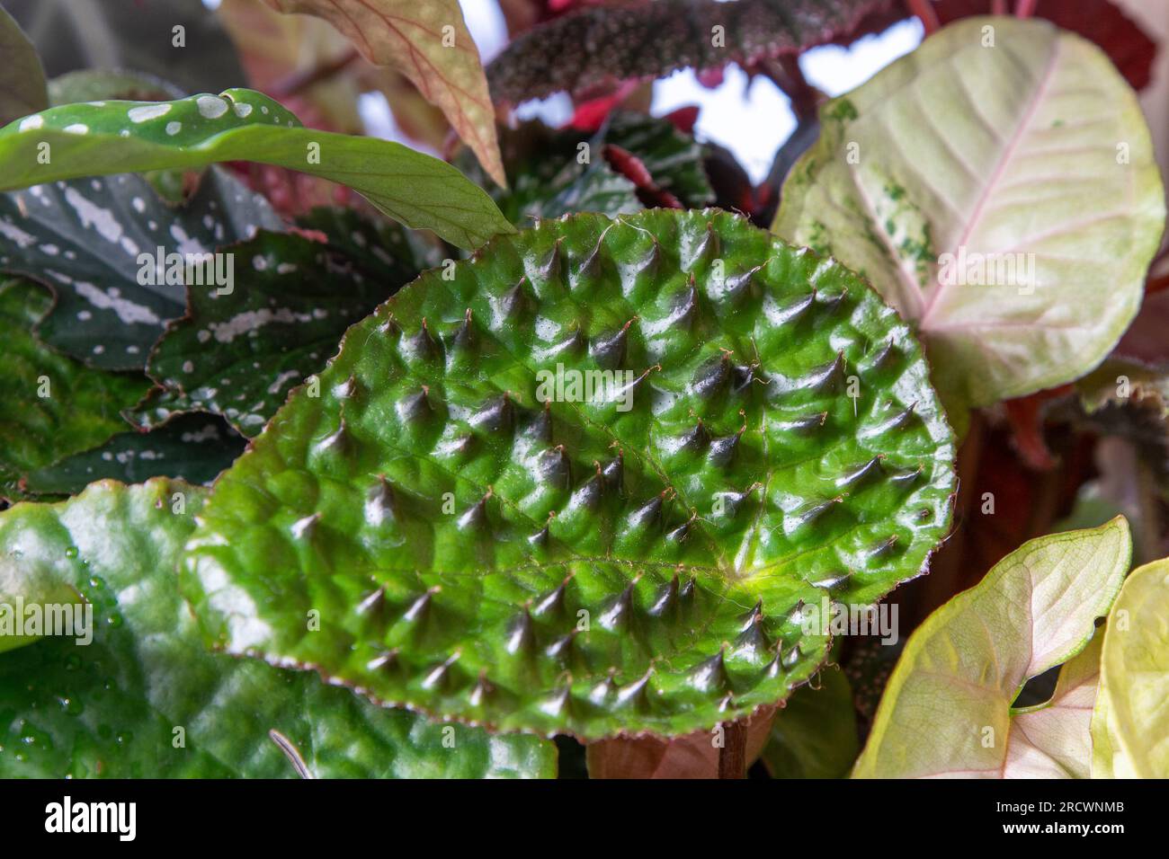 Flower leaf of Begonia Melanobulata. Green decorative indoor flowers. Leaf with thorns. New rare species. Texture. Natural background. Stock Photo