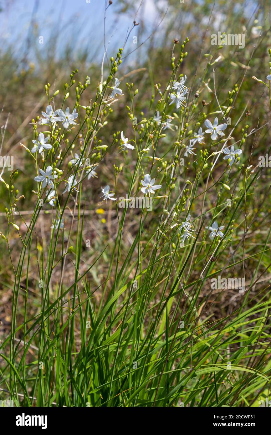 Anthericum ramosum, known as branched St Bernard's-lily, white flower, herbaceous perennial plant, blurred dark green background, selective focus. Stock Photo