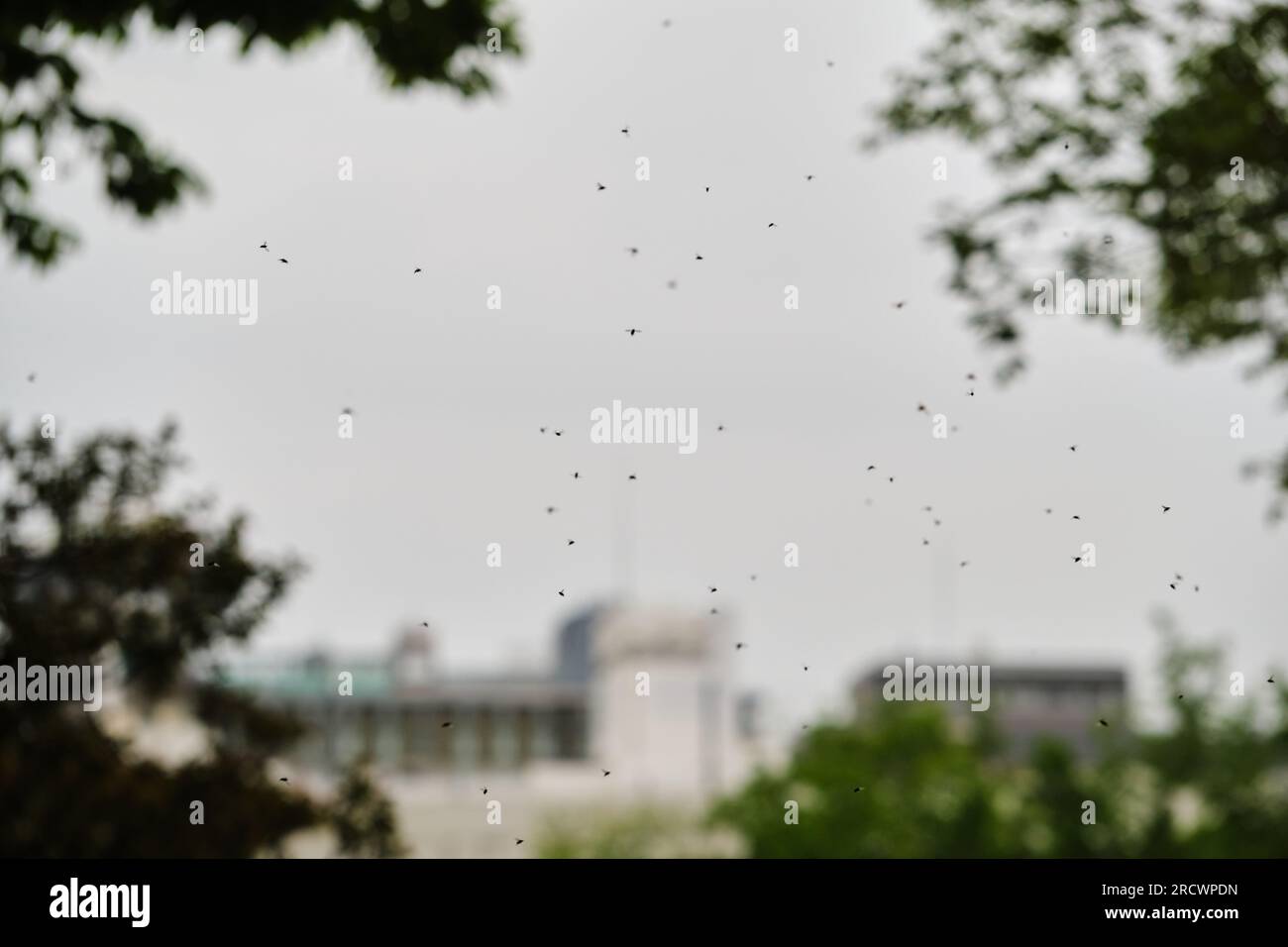Swarm of mosquitoes at Umekoji Park in Kyoto, Japan Stock Photo Alamy
