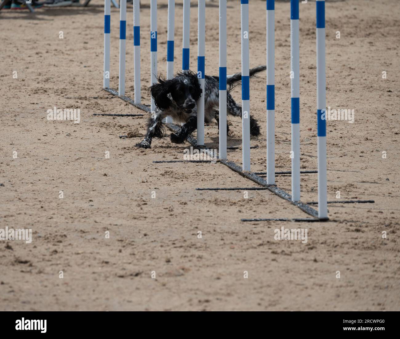 The junior open agility world championships 2023 stock photo alamy