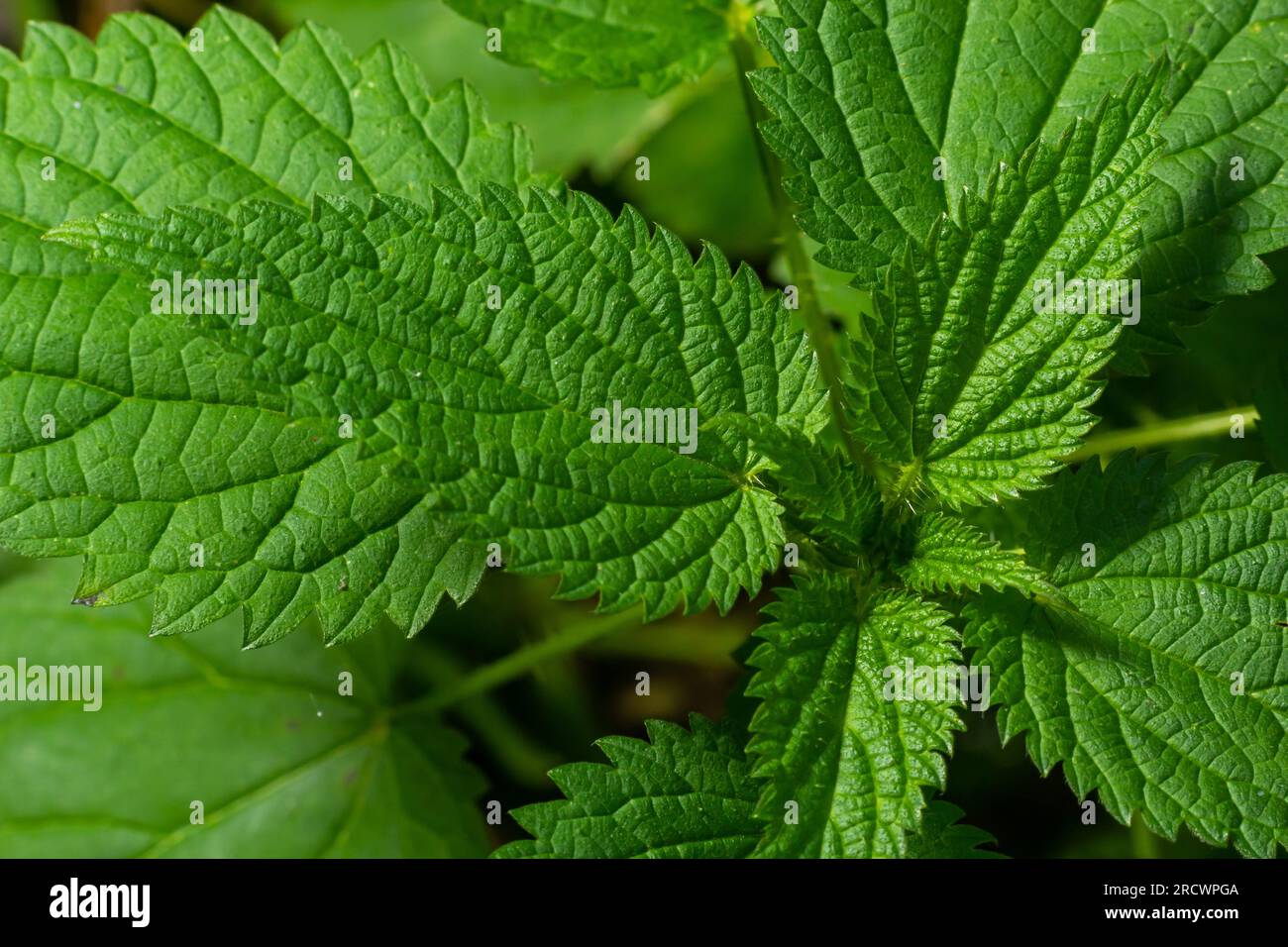 Urtica dioica or stinging nettle, in the garden. Stinging nettle, a ...