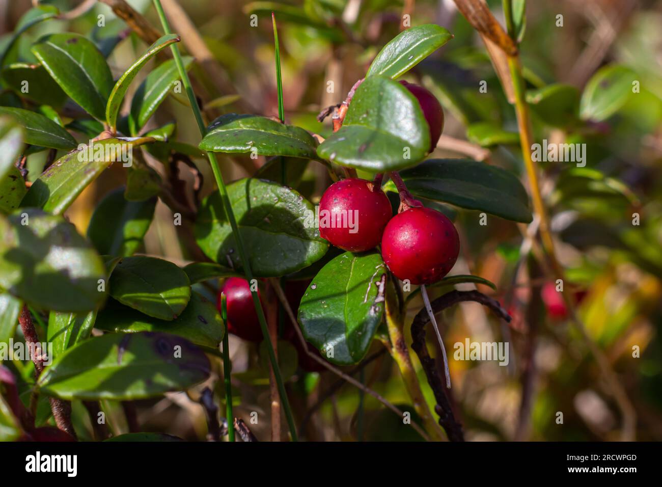 Lingonberry Fireballs - Latin name - Vaccinium vitis-idaea Fireballs. Stock Photo