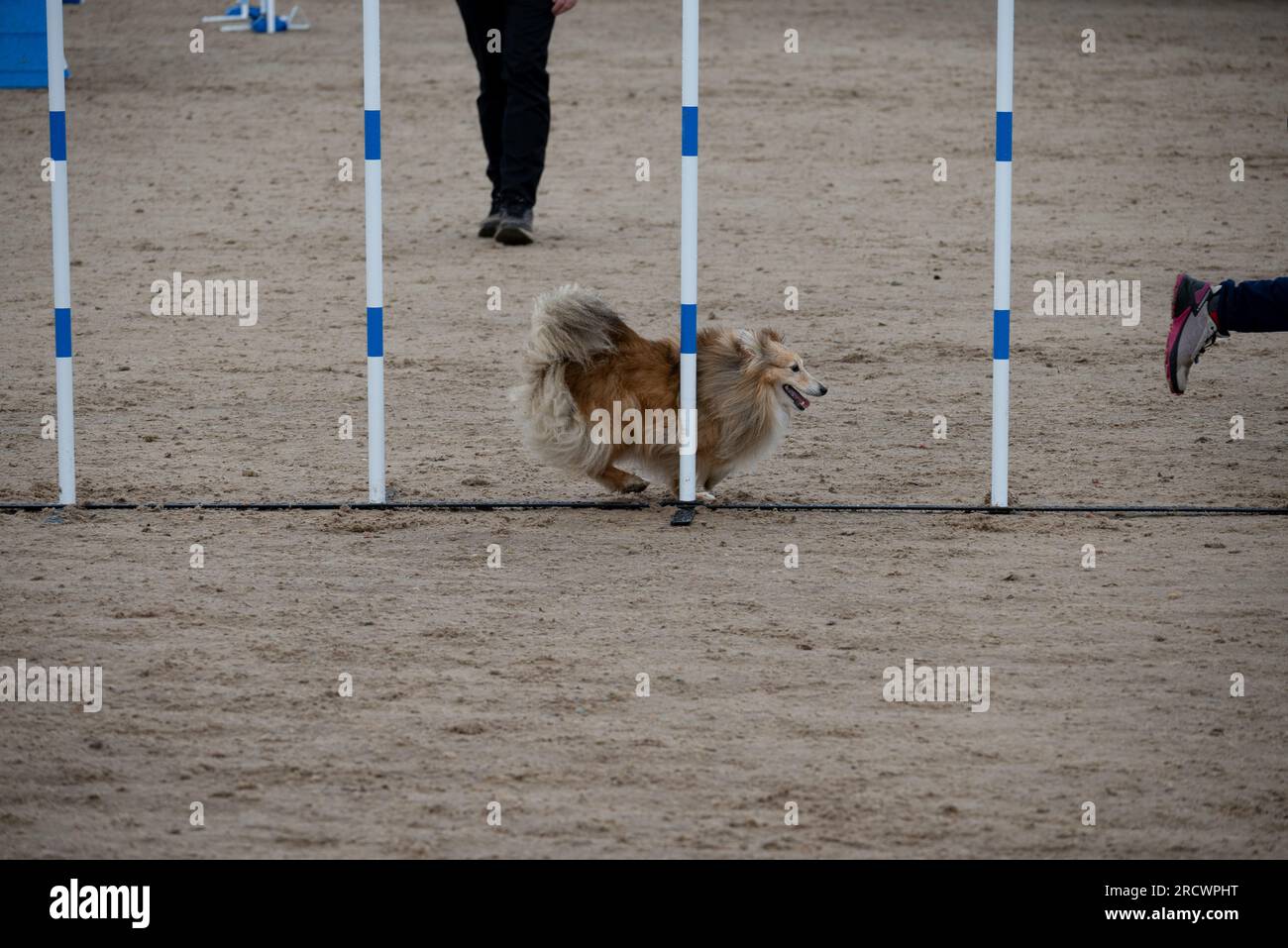 The Junior Open Agility World Championships 2023. Stock Photo