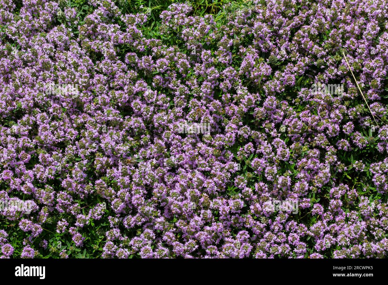 Blossoming fragrant Thymus serpyllum, Breckland wild thyme, creeping