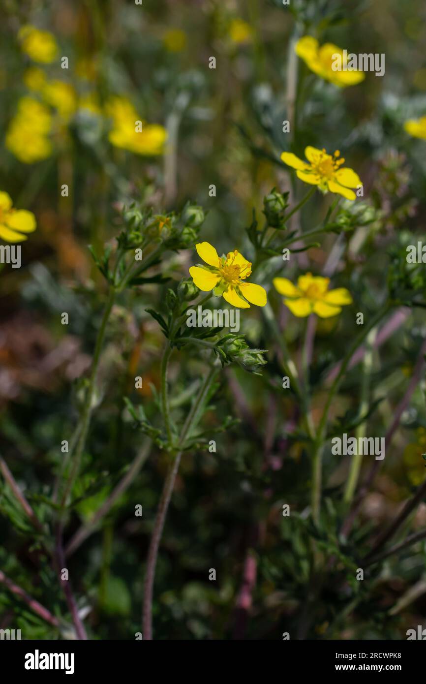 Potentilla neumanniana is a shrub with yellow flowers. Stock Photo