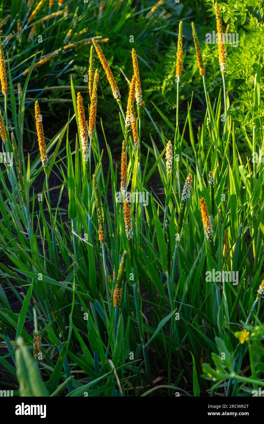 Close up of a meadow of blooming orange Alopecurus aequalis, a common species of grass known as shortawn foxtail or orange foxtail. Stock Photo