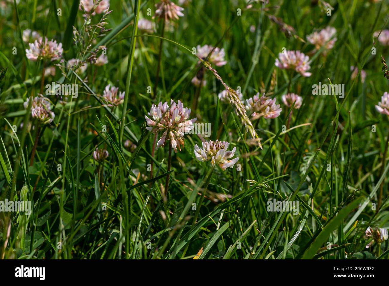 White clover flowers. Fabaceae perennial plants. April-July is the