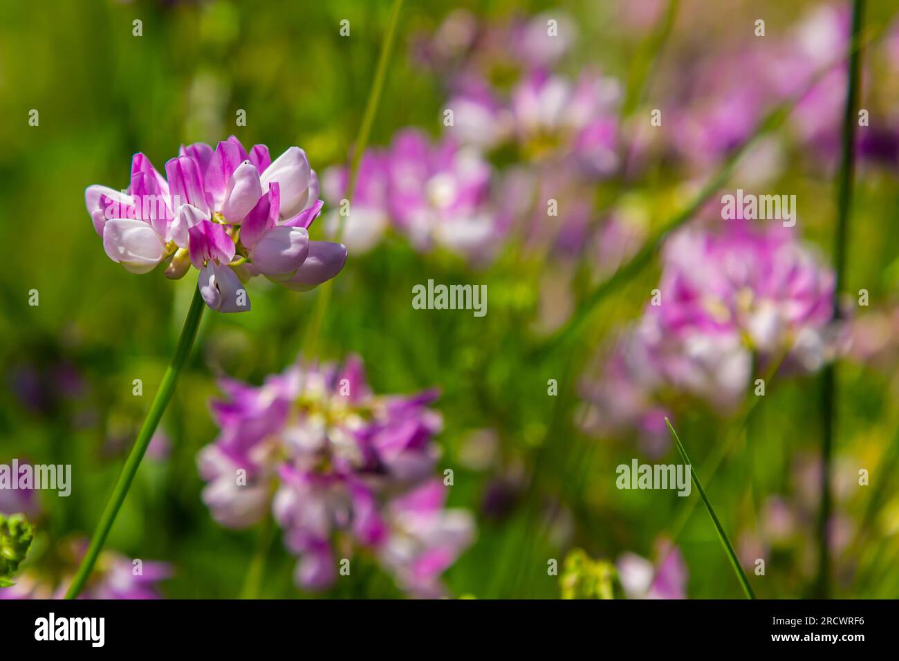 Securigera varia or Coronilla varia, commonly known as crownvetch or ...