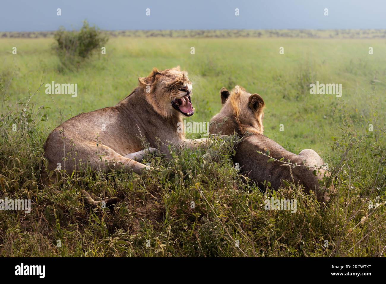 Two wild majestic male juvenile lions with mane, simba, in the savannah in the Serengeti National Park, Tanzania, Africa Stock Photo