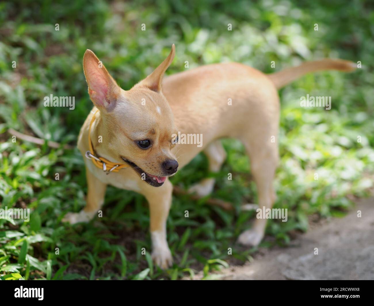 Brown short-haired Chihuahua dog in the grass staring at something Stock Photo