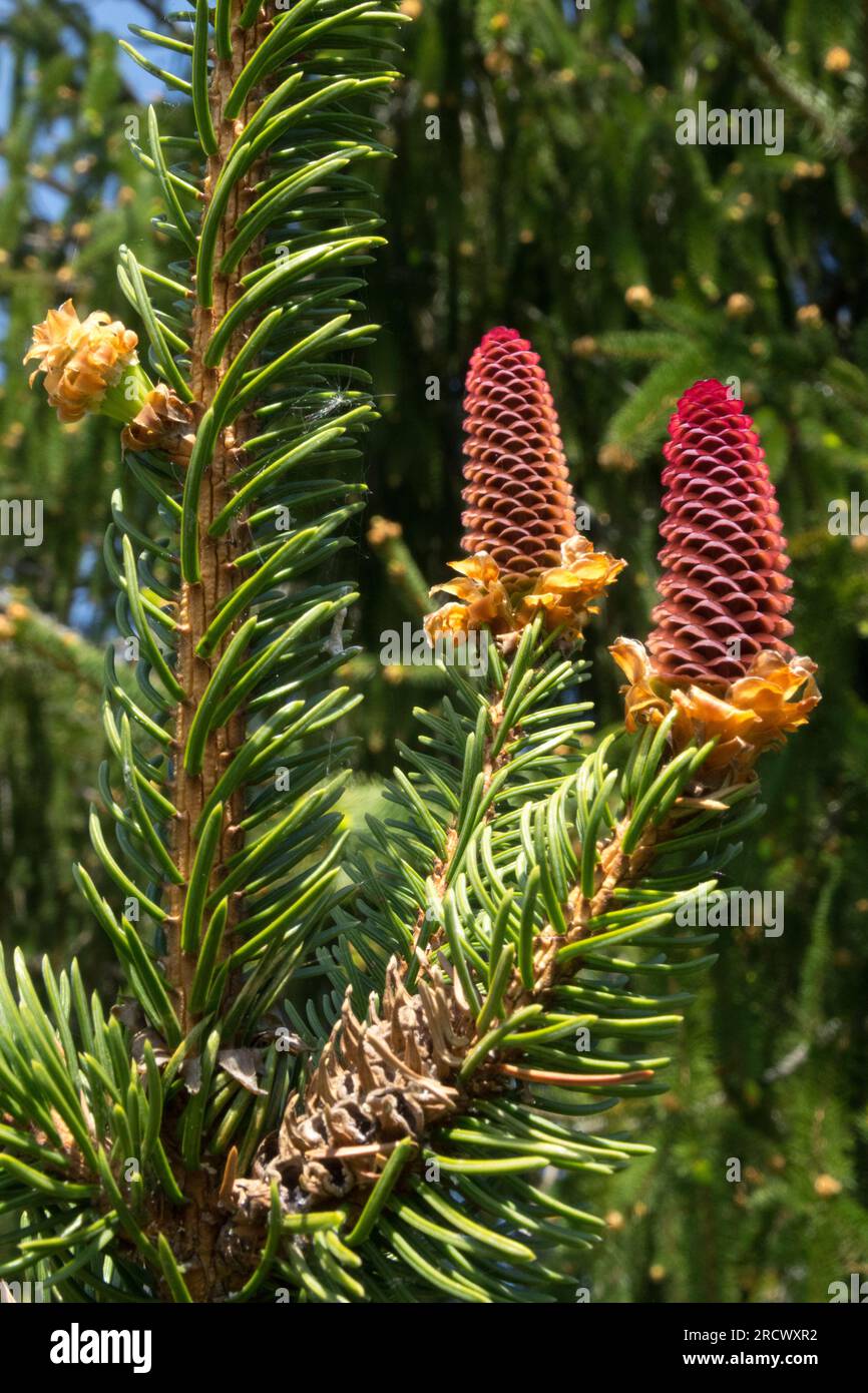 Norway spruce, Cones, Picea abies 'Viminalis' Stock Photo
