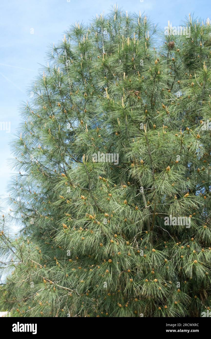 California Foothill Pine, Digger pine, Tree, Pinus sabiniana Stock Photo