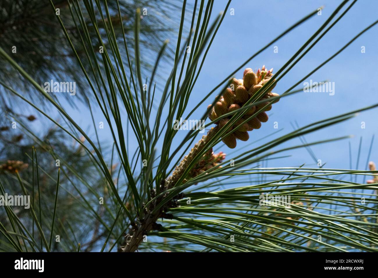 Needles of Pinus sabiniana, Digger pine, Closeup Stock Photo