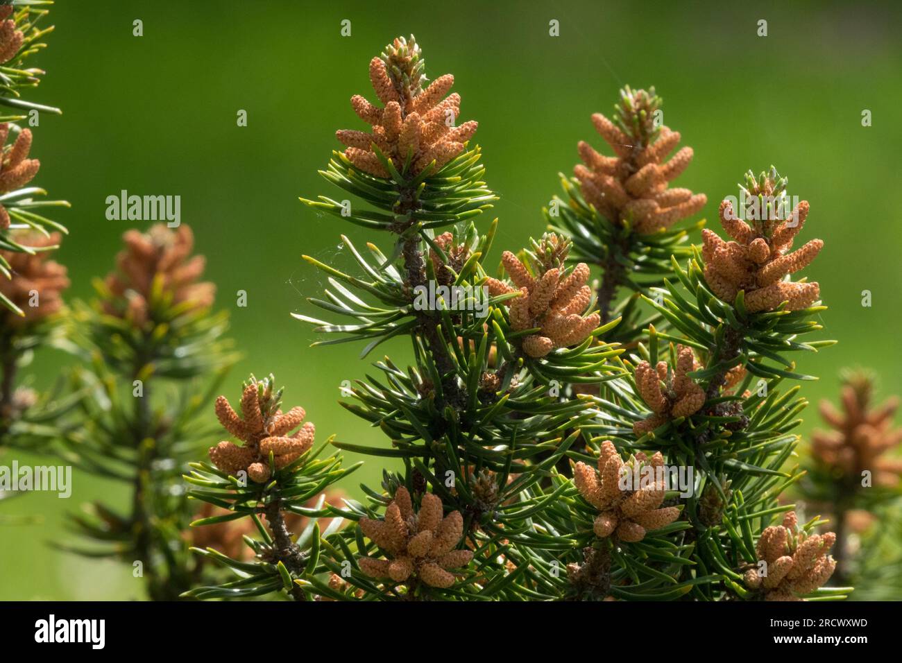 Pinus banksiana, Jack Pine, Male Cones closeup on branches Stock Photo