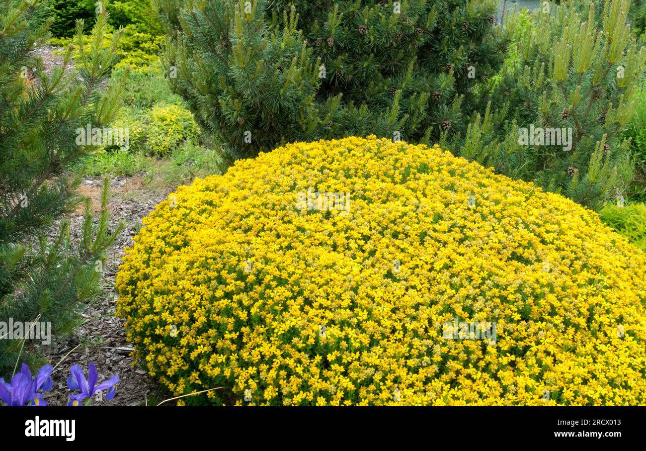 Spanish Broom, Genista hispanica, Yellow, Genista Garden Pinetum Stock Photo