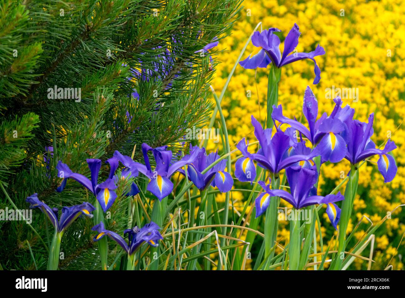 Blue Yellow, Garden, Iris hollandica flowers Genista, Garden scene Genista hispanica pine Stock Photo