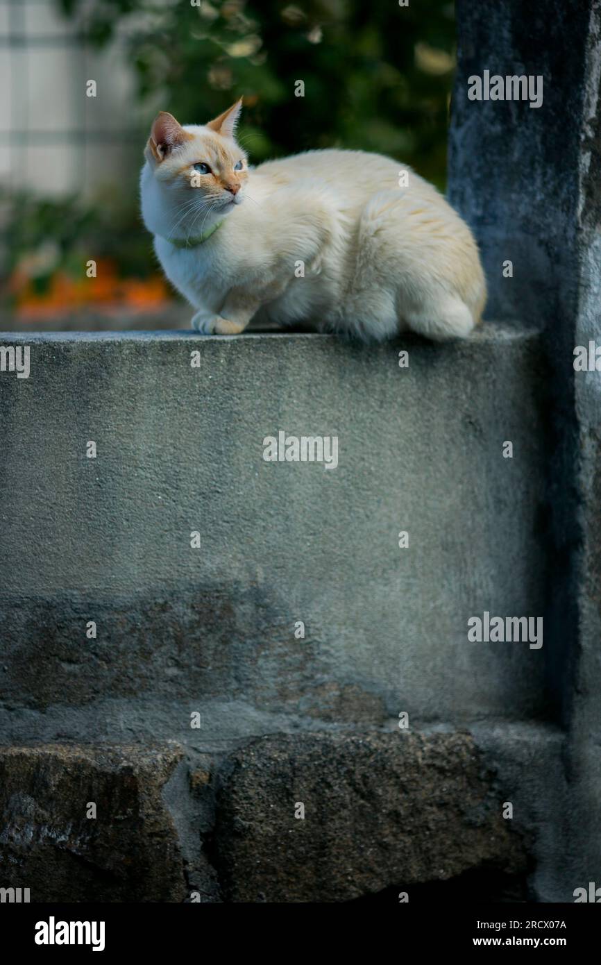 A cat sits on a street stone fence Stock Photo - Alamy