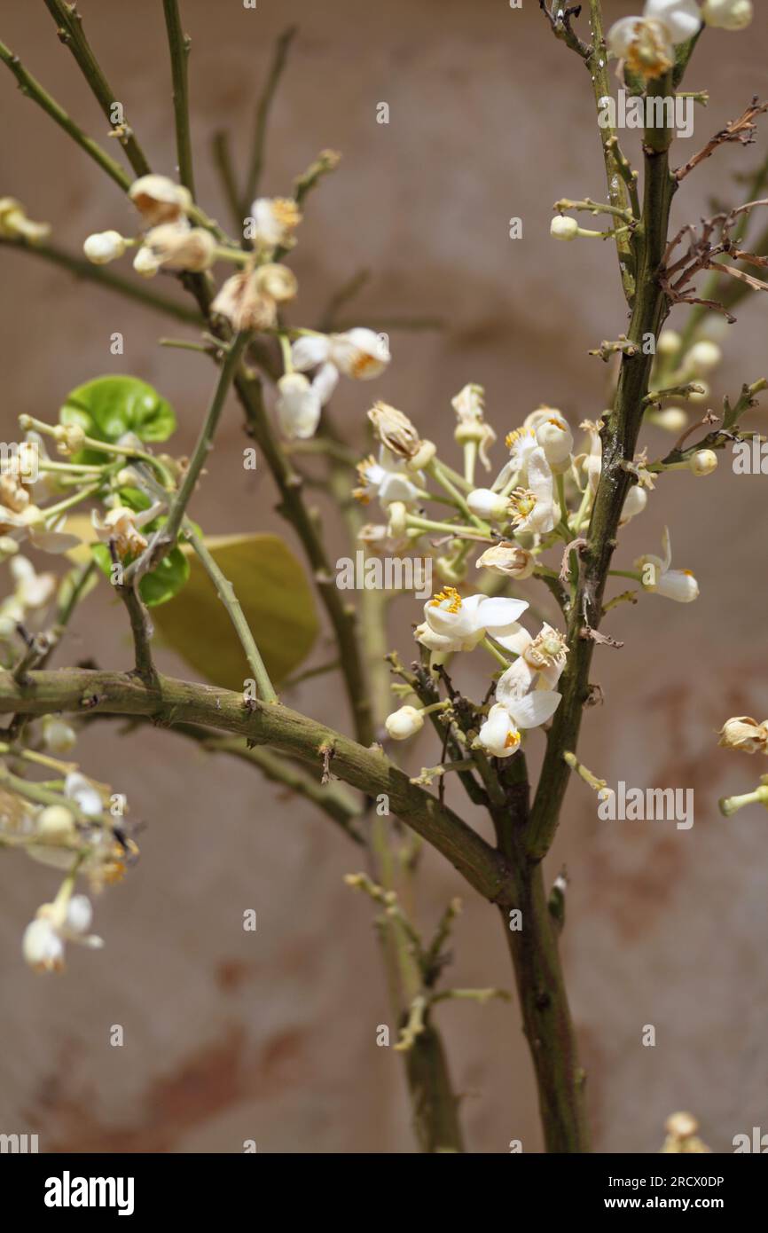 Grapefruit blossom growing in flowerpots on verandah, Sicli, Sicily