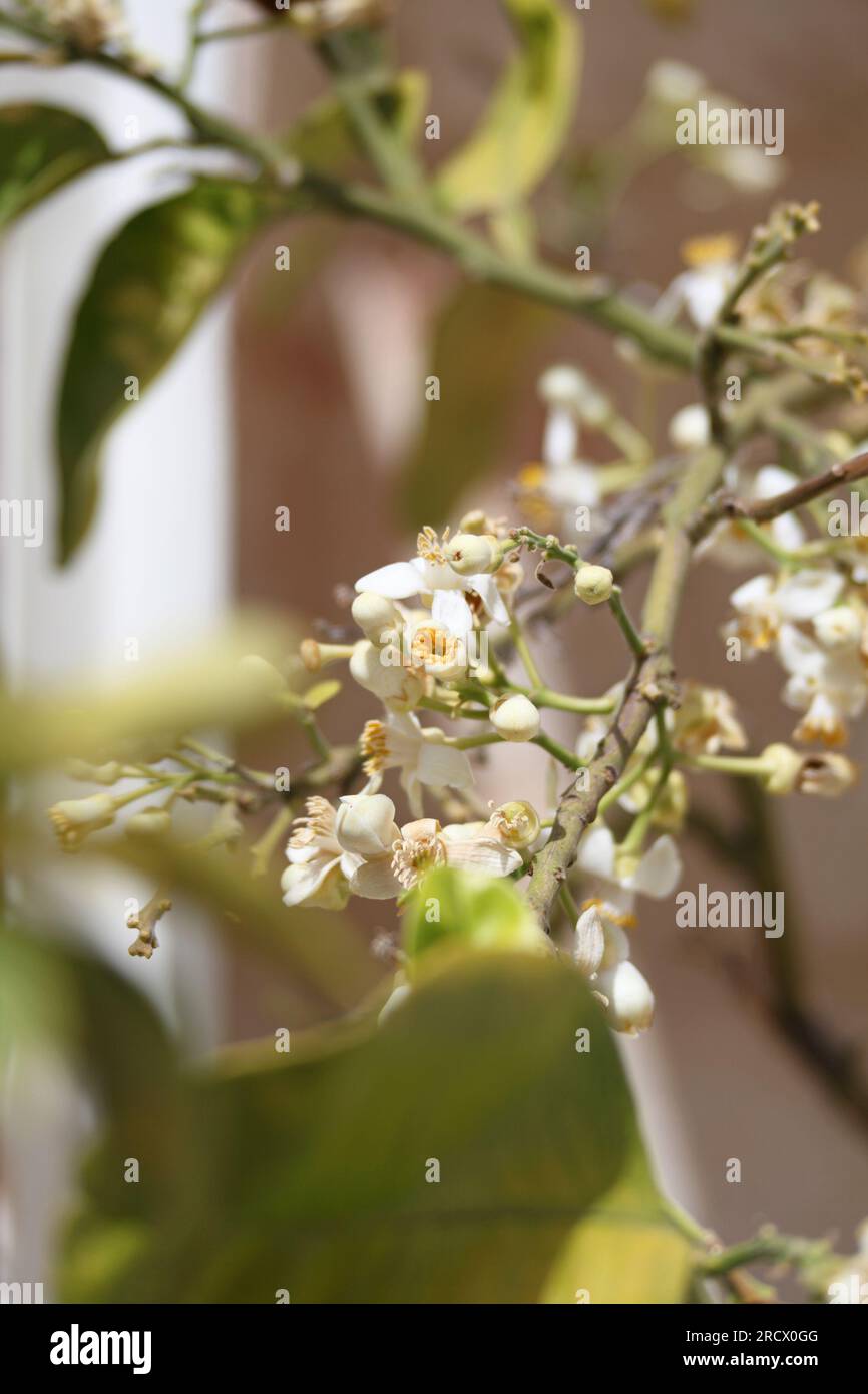 Grapefruit blossom growing in flowerpots on verandah, Sicli, Sicily