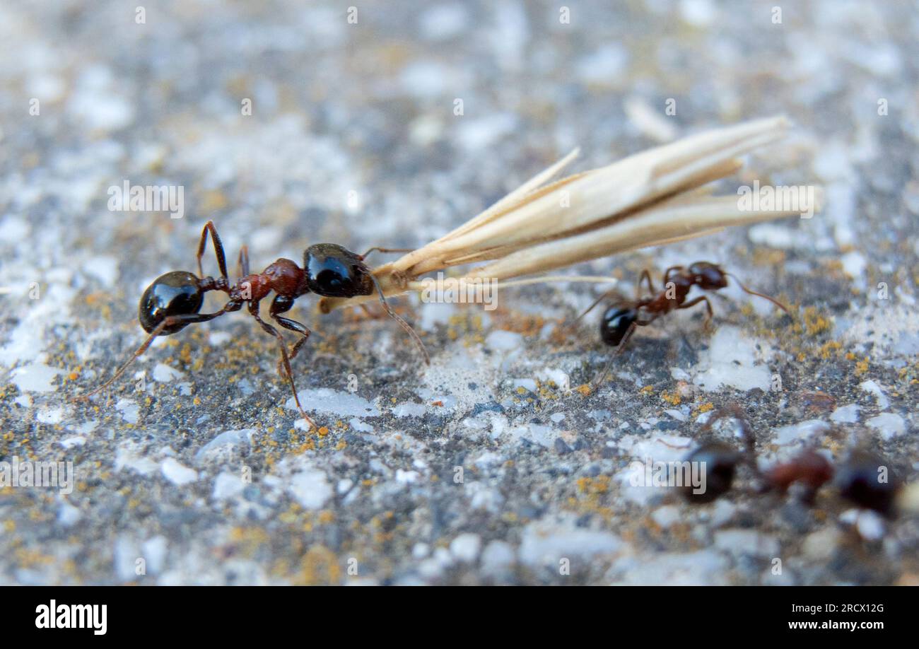 An ant carries seeds twice its size into storage Stock Photo