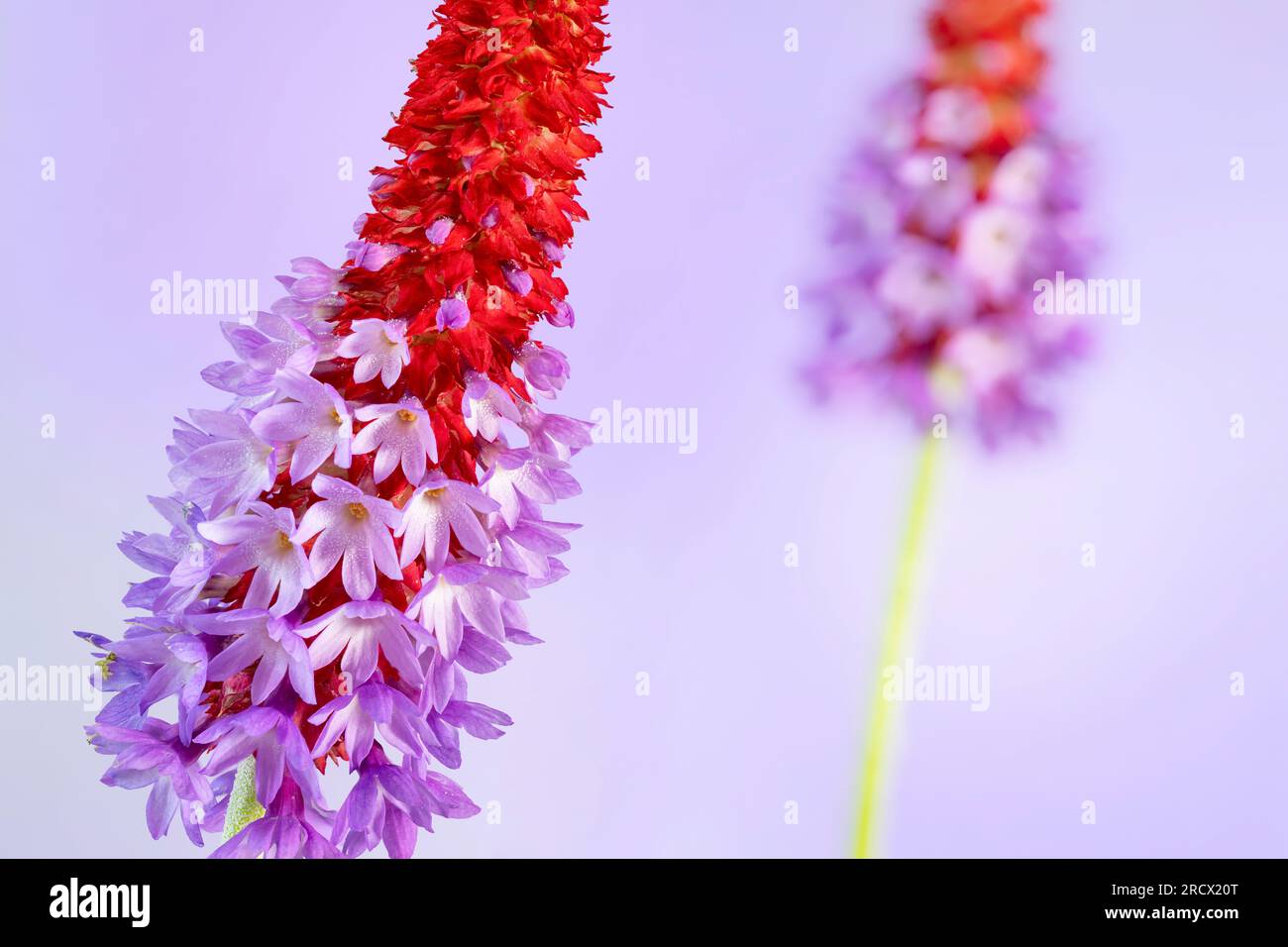 A flowering spike of Primula vialii, which is a Chinese alpine plant that has become popular in the UK Stock Photo