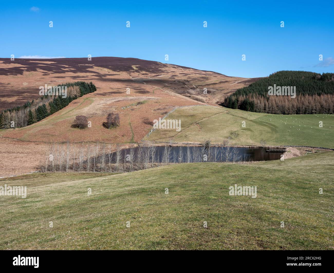 Reservoir on walk on Philiphaugh Estate by Selkirk Stock Photo