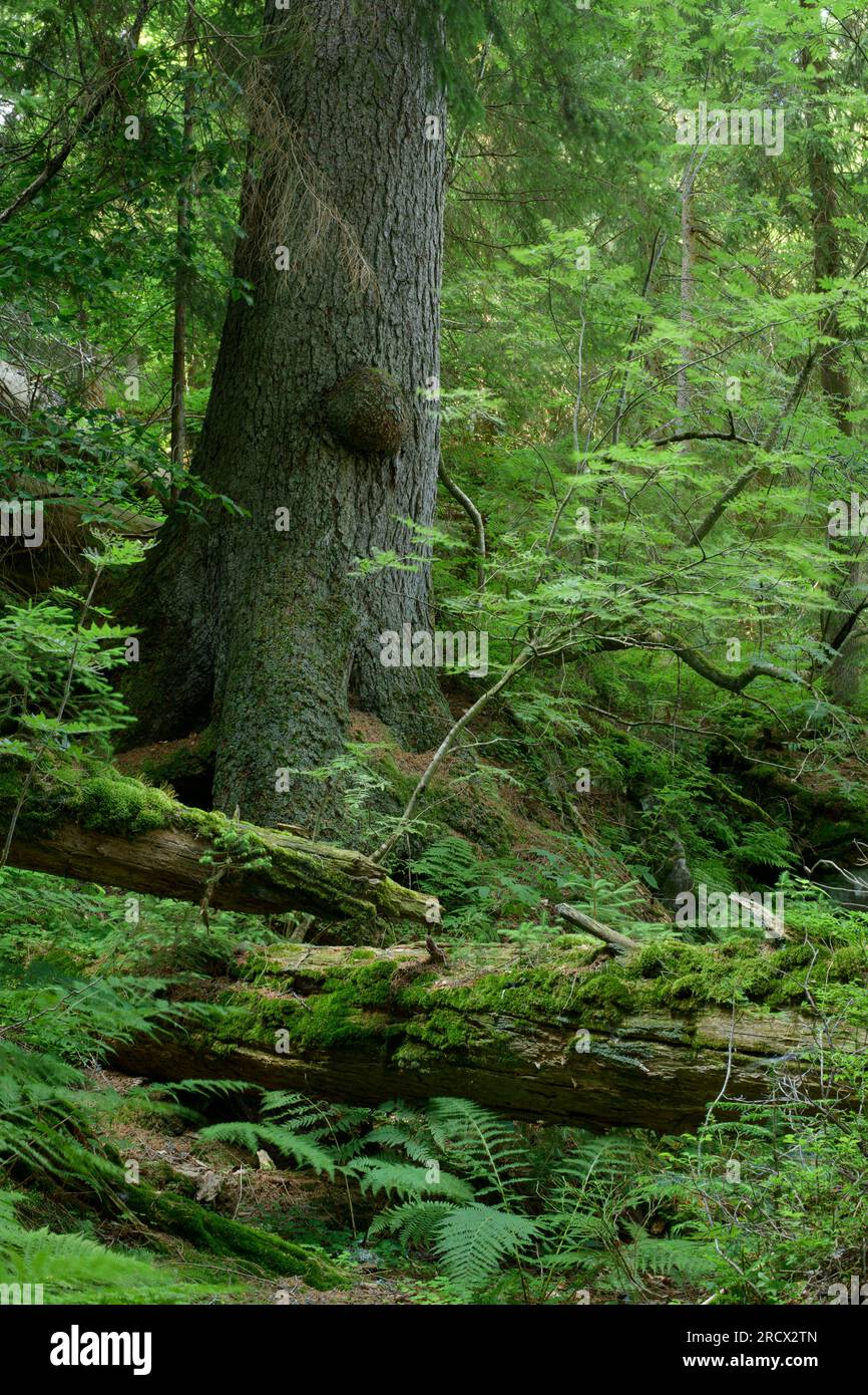 Bavarian Forest / Germany - Primary forest relict on steep slopes near Arber lake. Stock Photo