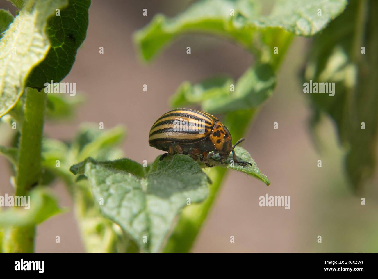 Colorado potato beetle on potato plant: agricultural damage Stock Photo