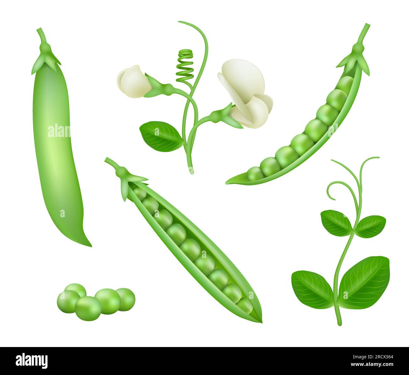 Green peas. Vegan natural food green pea pods healthy products decent vector collection set Stock Vector