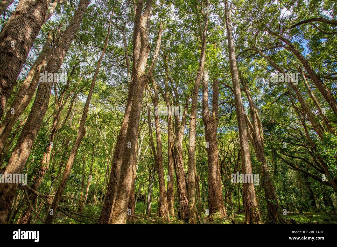Tropical rainforest canopy trees hires stock photography and images