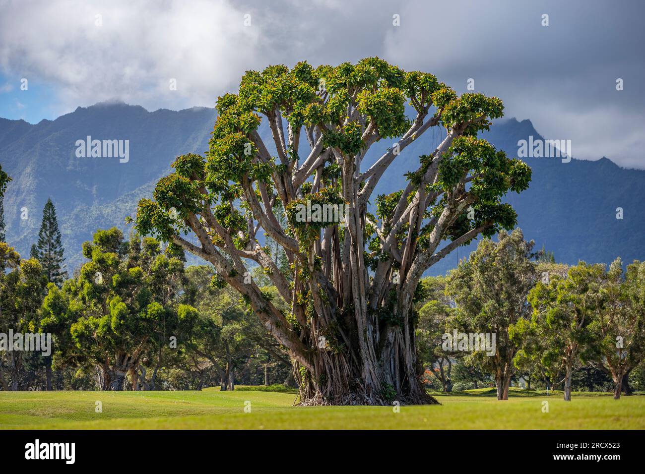 Banyan Tree on golf course, Princeville, Kauai Stock Photo