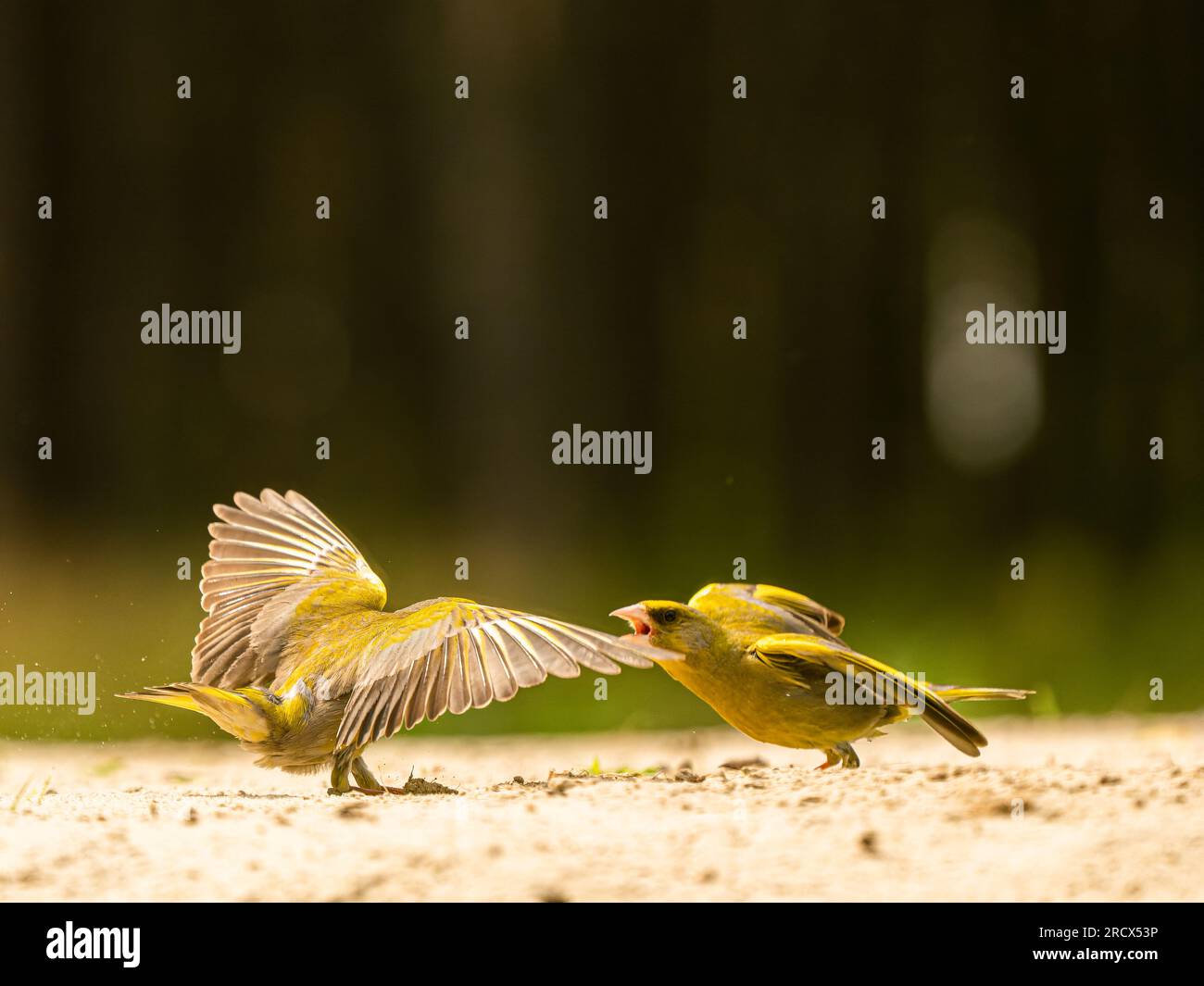 One bird shows their wingspan to intimidate. HUNGARY IMAGES CAPTURED