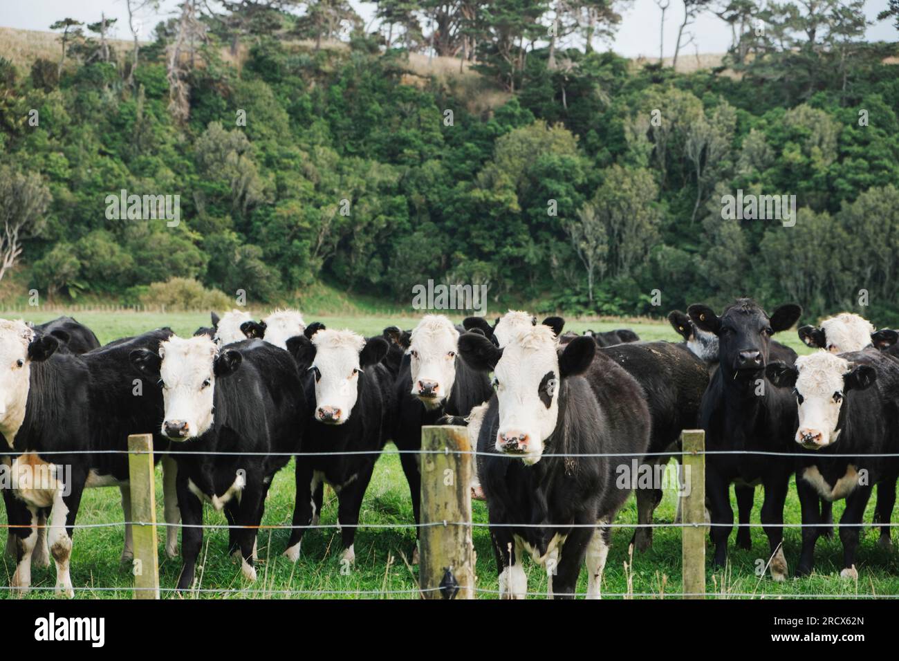 Cattle in a paddock behind a fence Stock Photo