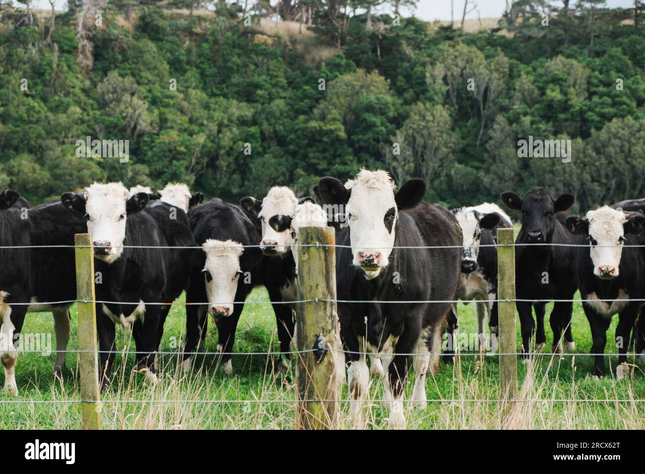 Cows in a paddock behind a fence Stock Photo