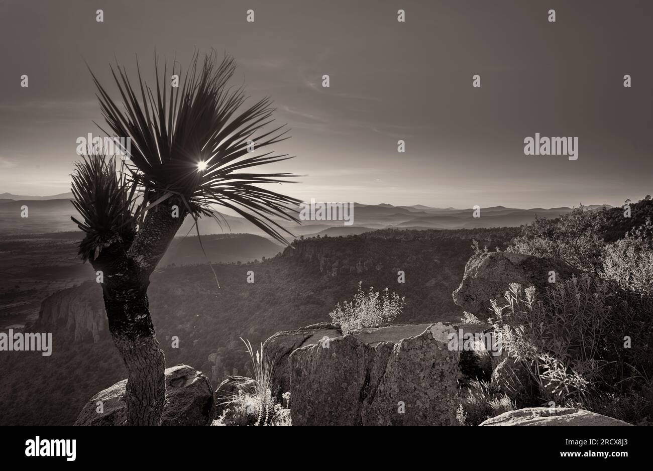 Black and white palmtree hi-res stock photography and images - Alamy