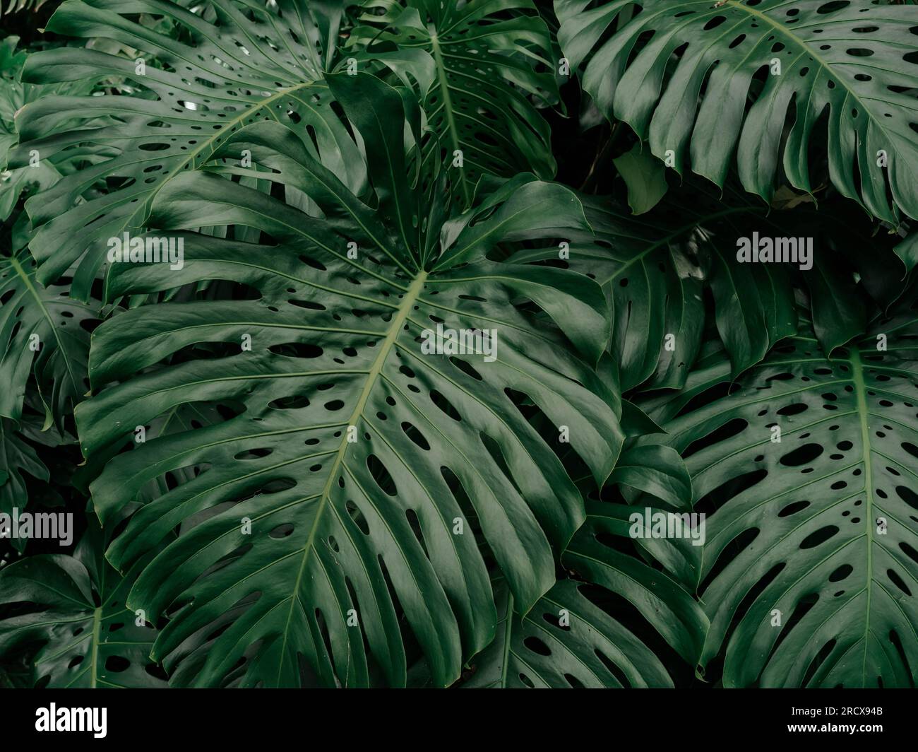 philodendron pink princess erkennen Philodendron Pink Princess  Plant Studio