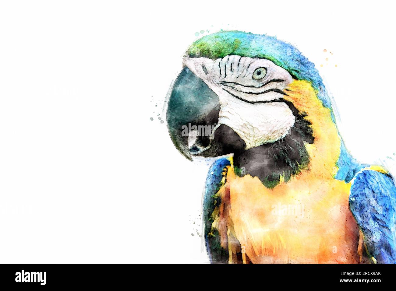 Ara bird, blue-and-yellow macaw. Large South American parrot isolated on  white background with copy space. Aquarelle, watercolor illustration Stock  Photo - Alamy