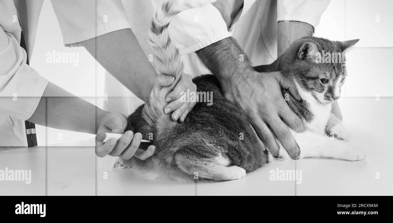 Cat examination Black and White Stock Photos & Images Alamy