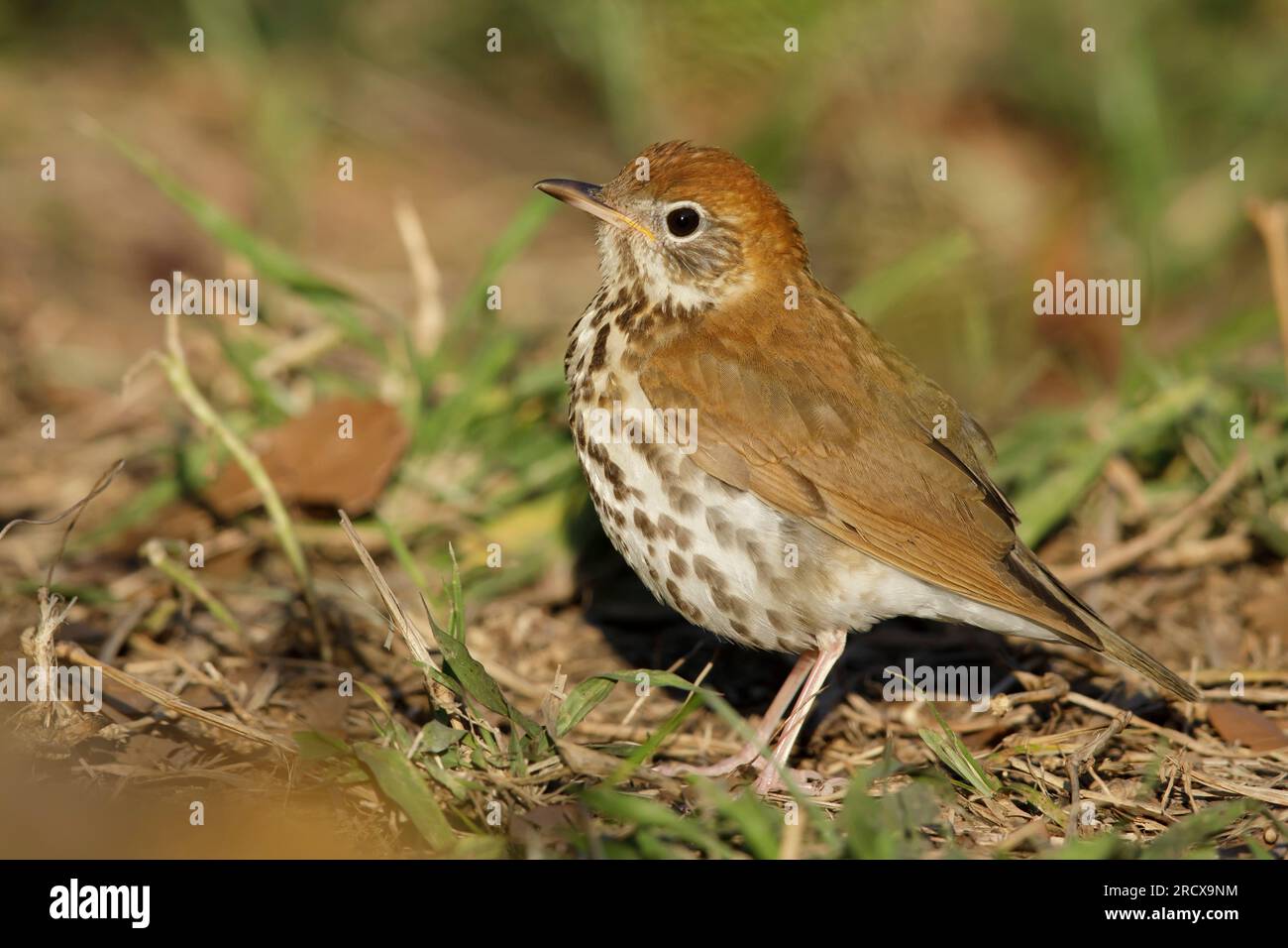 wood thrush (Hylocichla mustelina), perching on the ground, side view, USA, Texas Stock Photo