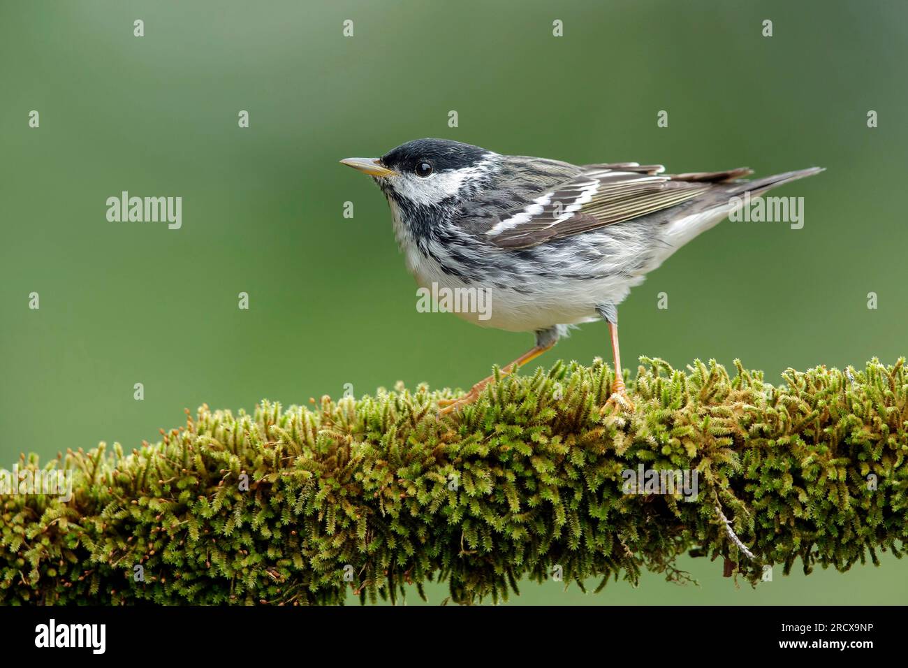 blackpoll warbler (Setophaga striata, Dendroica striata), male perching on a mossy branch, side view, United States Stock Photo