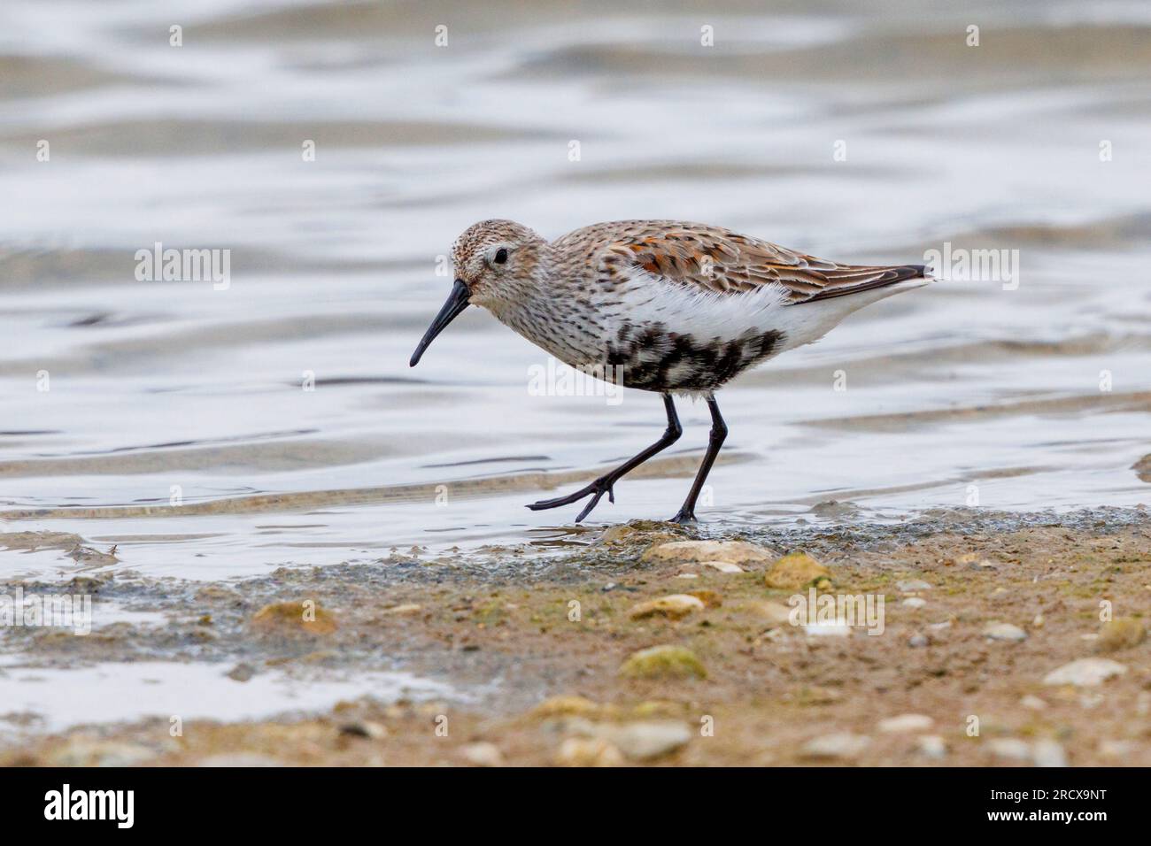 dunlin (Calidris alpina), foraging in the wash margin, side view, Germany, Bavaria Stock Photo