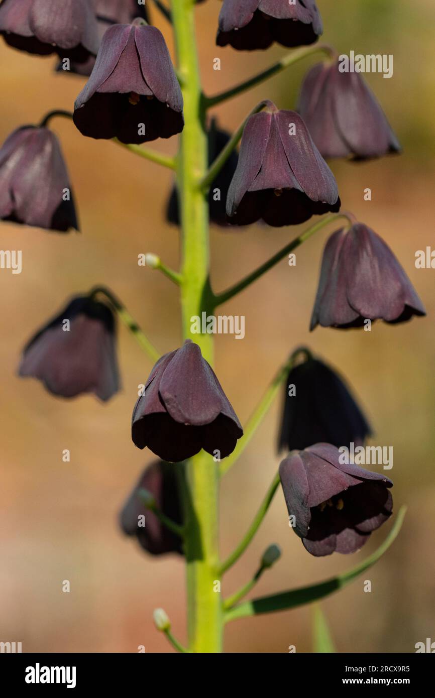 Persian fritillary (Fritillaria persica), flowers Stock Photo
